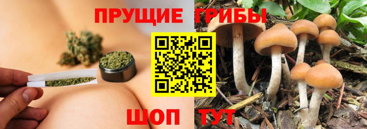 Галлюциногенные грибы GOLDEN TEACHER  Псилоцибиновые грибы прущие грибы  Вход с VPN  Котовск 